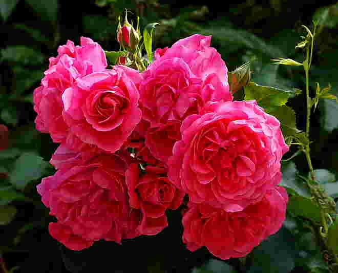 Blütenfülle der Kletterrose "Rosarium uetersen"