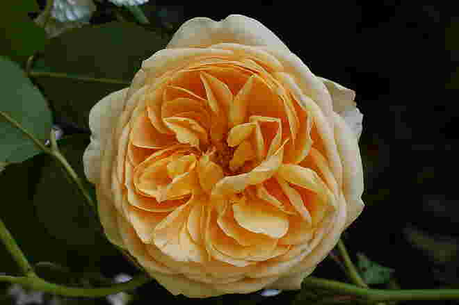 Englische Rose "Graham Thomas"