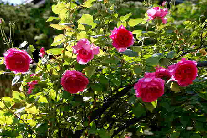 Rosenbogen mit Kletterrose "Parade"
