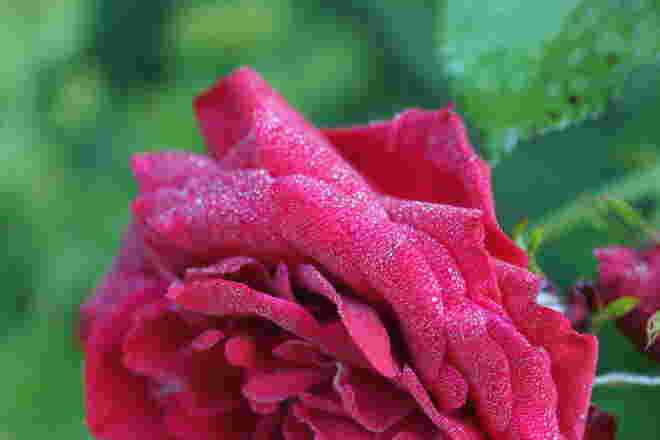 Rose mit Tautropfen