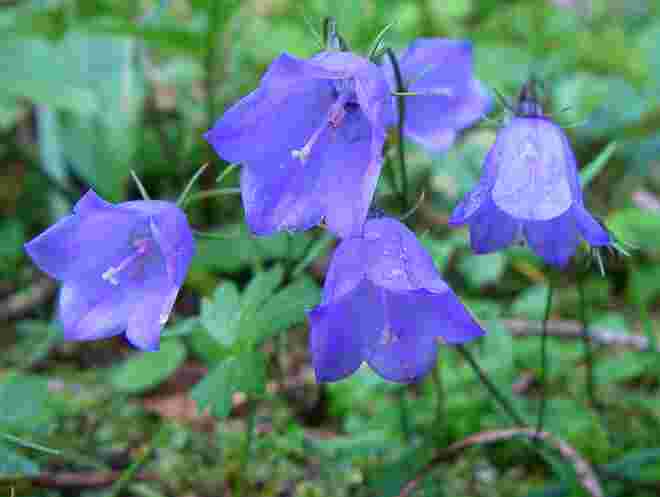Rundblättrige Glockenblume