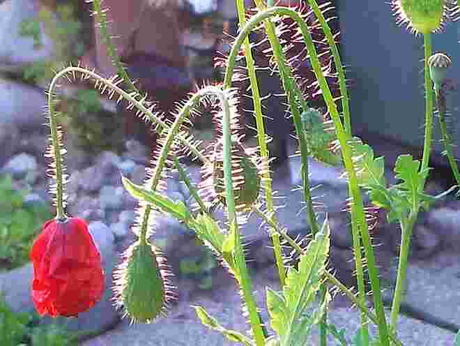 Im Gegenlicht
