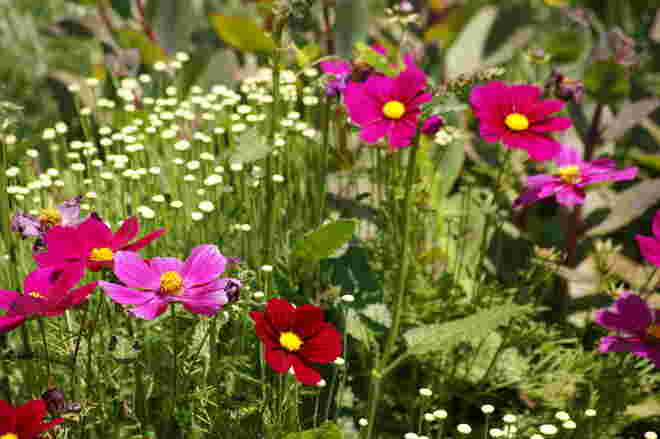 Sommerblumen