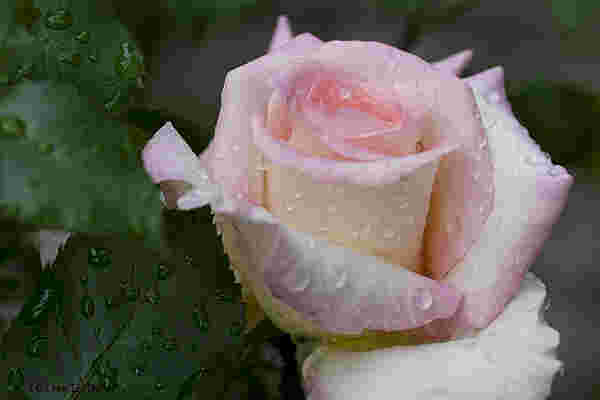 Meine Lieblingsrose