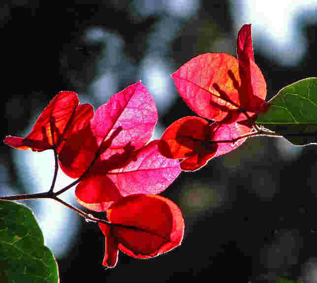Bougainvillea