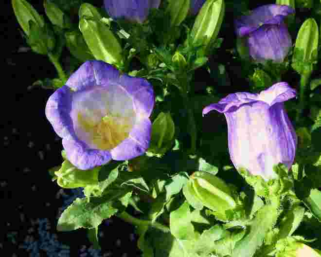Blaue Glockenblumen
