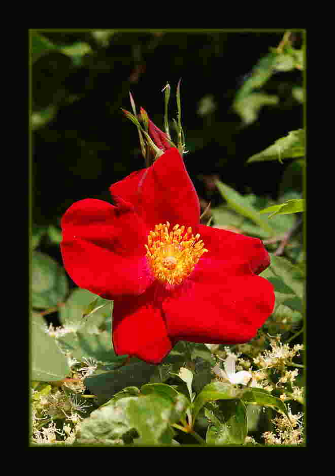 Rose "Dortmund"