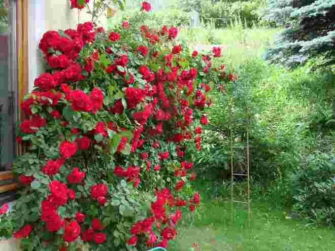 Meine Rosen