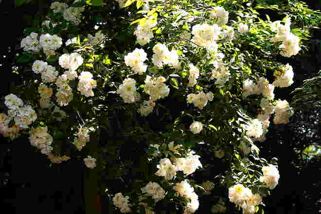 Meine üppigste Kletterrose "Lykkefund"