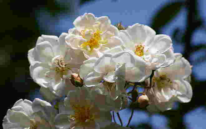 Rose "Lykkefund" aus der Nähe