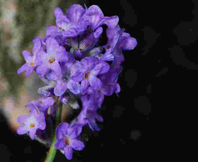 Lavendel