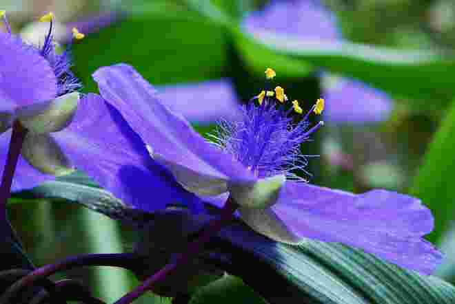 Tradescantia virginiana