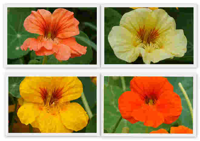 Kapuzinerkresse in 4 Farben