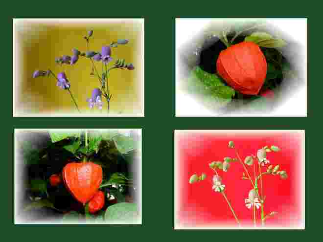 Fotocollage