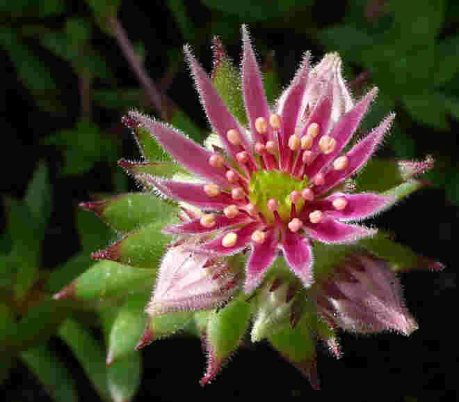 die Blüte