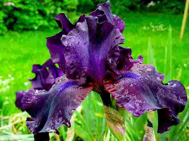 Iris nigricans