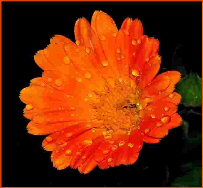 orange Schönheit