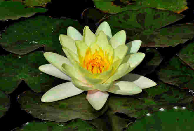 Seerose