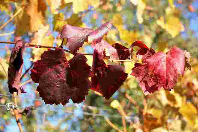 Weinlaub herbstlich eingefärbt