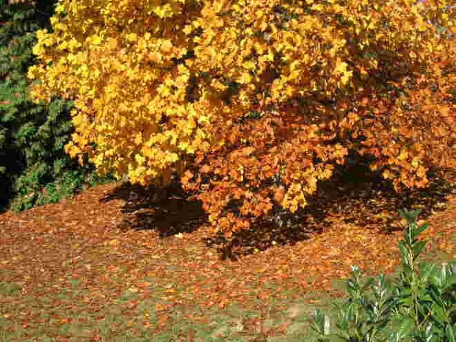 Herbstliche Farbenpracht
