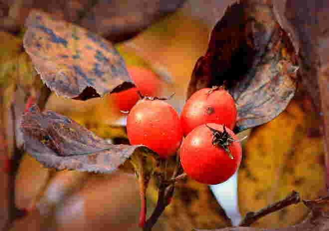 Herbstfrüchte....