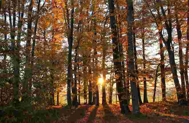 Herbstgold vom Nebel verschont