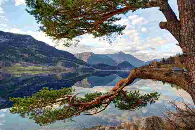 Föhre am Grundlsee