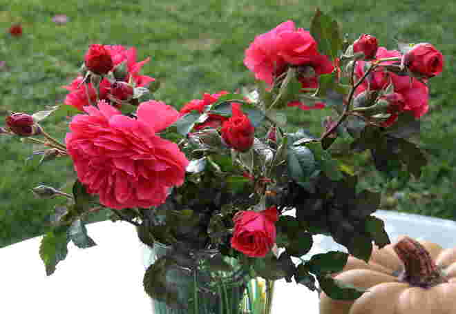 Späte Rosen