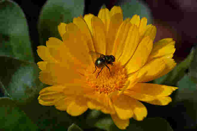 In der Ringelblume...