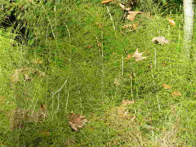 Am Waldrand