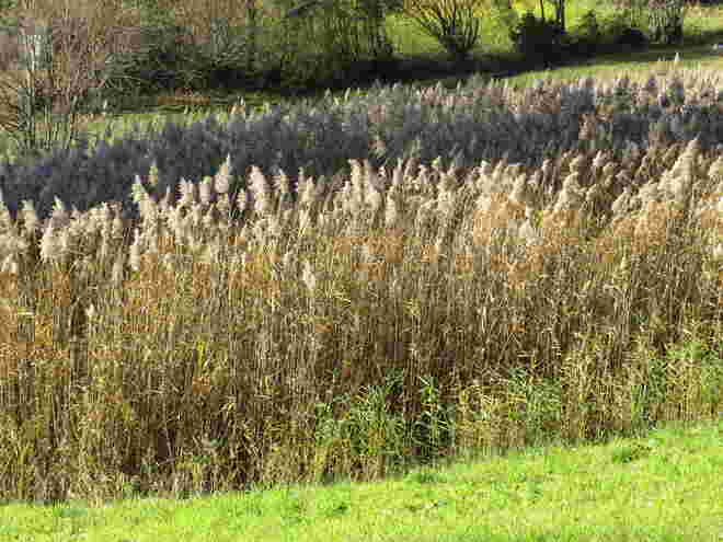 Pflanzen am Heuberg