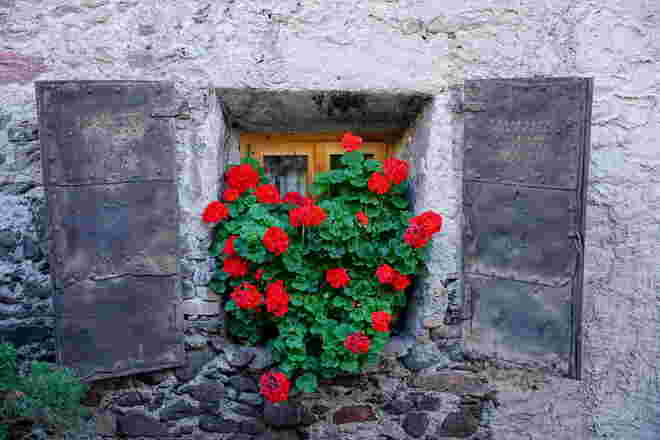 Untypisches Novemberbild: blühende Pelargonien
