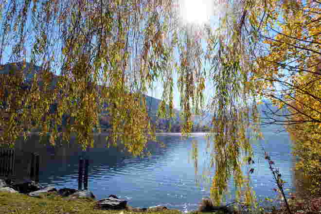 Ein Lichtblick trotz Trauerweide am Zeller See
