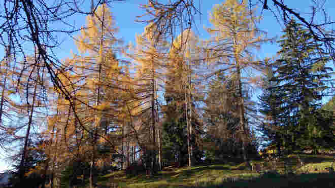 Lärchengruppe in der Abendsonne