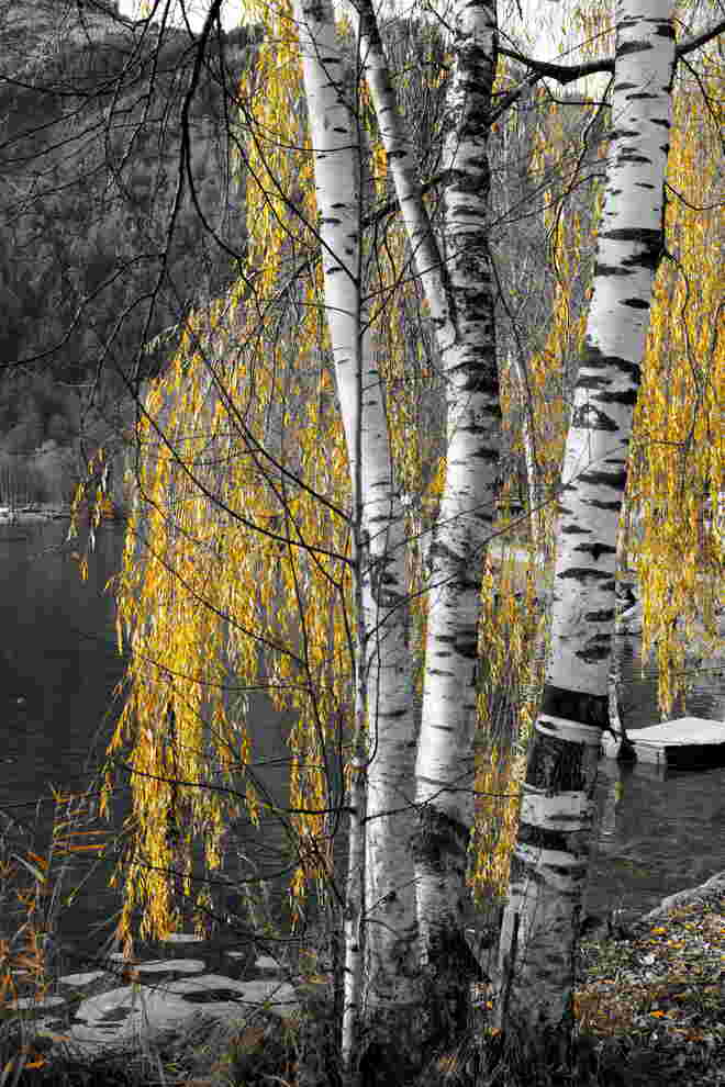 Drei Birken am See