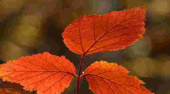 Herbstblatt