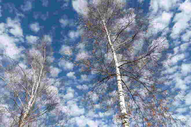 Birken mit Föhnstimmung