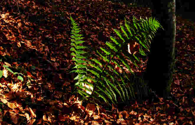Grüner Wurmfarn im braunen Laub