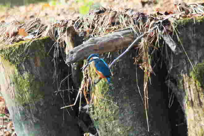 Eisvogel