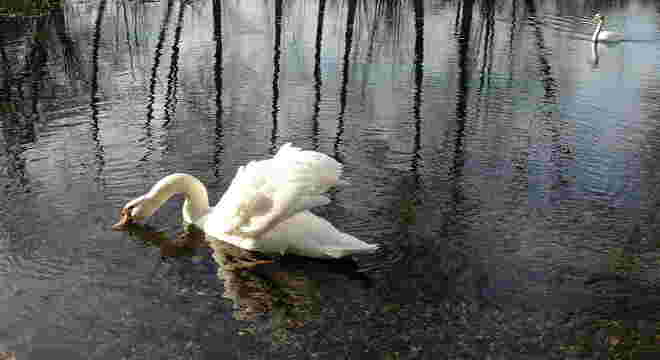 "IM SEICHTEN WASSER"