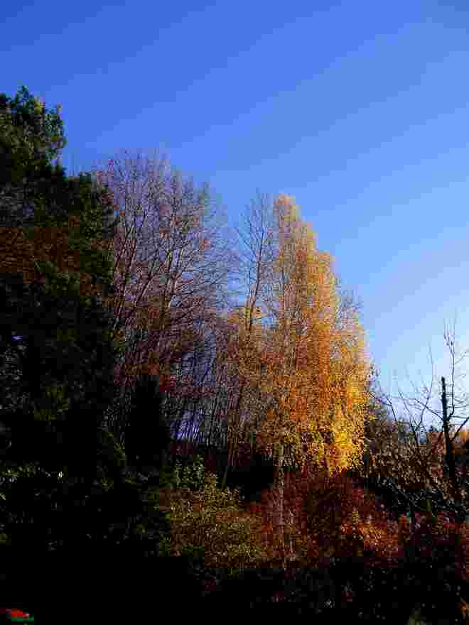 Herbstlaub