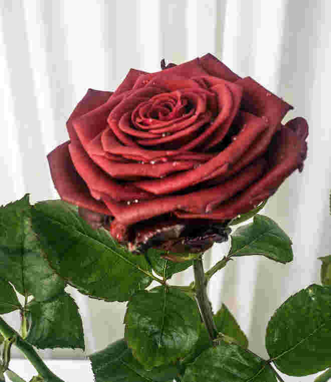 Rote Rosen rote Lippen roter Wein