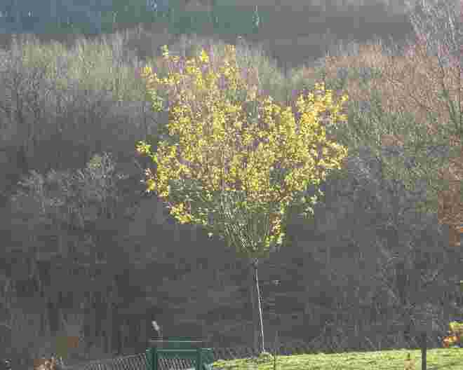 Ein Baum