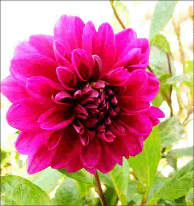 Die Farbe Lila