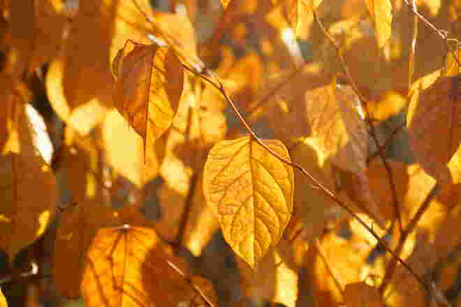 "Blattgold"