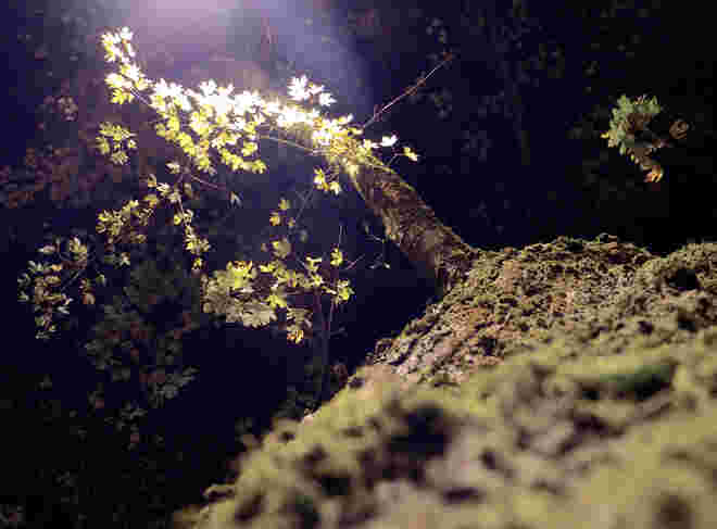 Im Laternenlicht