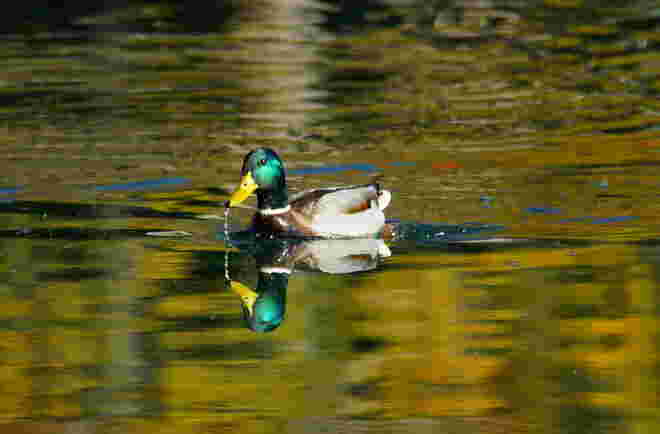 Im goldenen See
