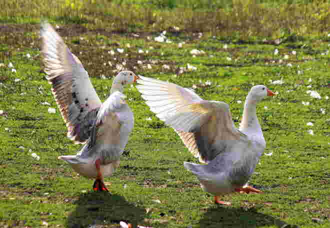 Gänsetanz im Föhnsturm...