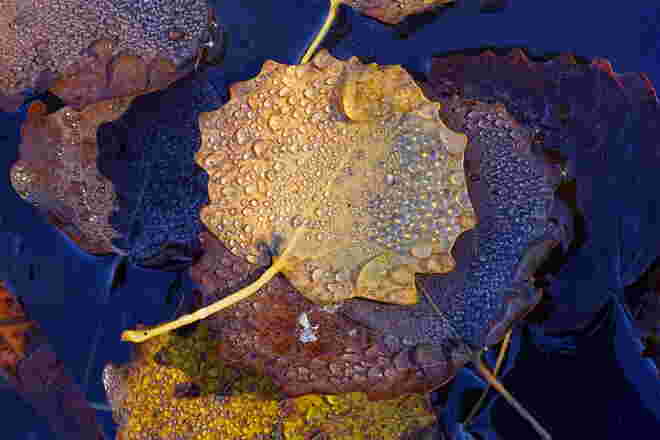 Herbstjuwelen