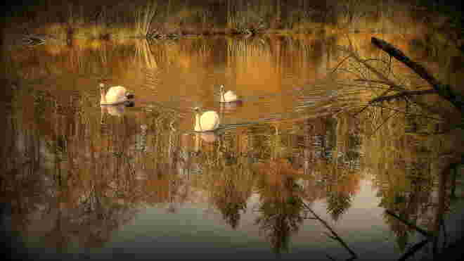 "HERBSTAUSFLUG"